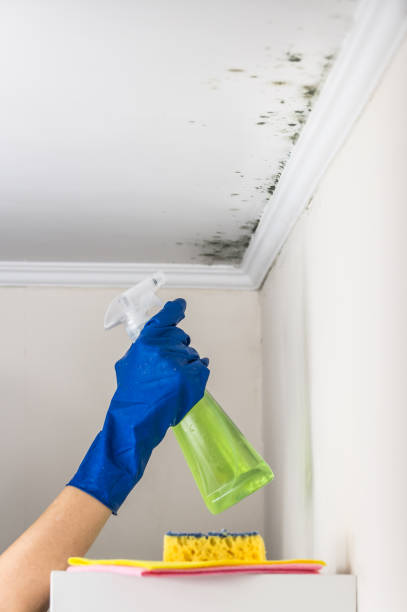 Why You Should Choose Our Mold Remediation Services in Macclenny, FL